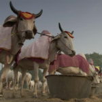 sonepur mela